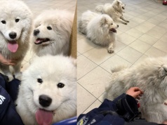 Trzy psy rasy Samojed uciekły w Mysłowicach. Policjanci szybko zwrócili je właścicielce