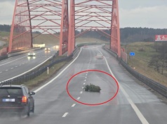 Choinka na obwodnicy Olsztyna rozpaliła internet. "Ten co na straż dzwonił, powinien zapłacić karę"