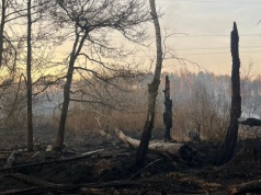 Duży pożar w powiecie białobrzeskim! W akcji straż i dromadery