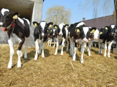 Dopłaty spadły o 13 proc.! Stawki za dobrostan zwierząt 2025