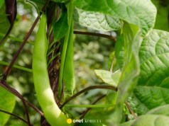 Polacy się nią zajadają. Jest najbardziej trującą rośliną roku