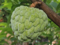 Czerymoja gdzie kupić - gdzie znaleźć świeży owoc i jak wybrać najlepszą jakość