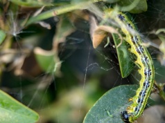 Ćma bukszpanowa pojawiła się w ogrodzie? Tak szybko ją wypędzisz