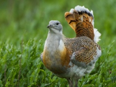 Projekt powrotu dropia zwyczajnego. Jaja ptaków trafią do stacji w Pławinie