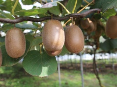 Na Ukrainie uprawia się nawet tropikalne kiwi. Biolog wyhodował odmianę odporną na mrozy