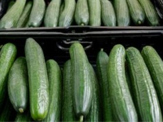 Wysłali ogórki do Polski, zarobili ponad 106 mln zł. Skąd pochodzą?