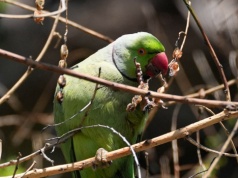 Zielona papuga w centrum Krakowa. To symbol egzotycznej inwazji
