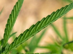 Green Lanes uzyskała licencję na odmianę konopi włóknistych do produkcji swoich materiałów