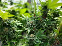 Ustawa Ryszarda Petru o marihuanie bije rekordy. Paulina Matysiak robi rewolucję w Sejmie, a Lewica – w podatkach.