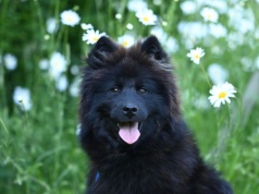 Kleszcze zagrożeniem nie tylko dla ludzi