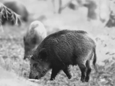 Afera z dzikami w Warszawie. Litewka publikuje zdjęcia, ratusz się tłumaczy