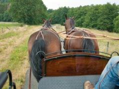 Nietrzeźwy woźnica doprowadził do wypadku. Pasażerka spadła z zaprzęgu i trafiła do szpitala