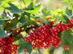 Karmię tym porzeczki i agrest w kwietniu. Latem mają zatrzęsienie owoców