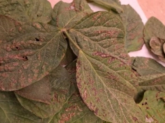 Soja szczególnie narażona. Patogeny zasiedlały nawet połowę nasion