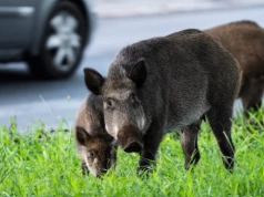 Dziki w mieście. Jak bardzo są niebezpieczne dla człowieka?