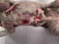 Agresywny pies zagryzł ich pupila, gonił też mężczyznę. Mieszkańcy obawiają się, że dojdzie do tragedii