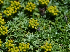 Posiej zamiast trawnika, a sobie podziękujesz