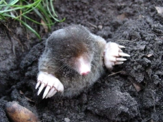 Dwie kulki do kopca i problem znika? Sprawdziłam, czy to naprawdę działa