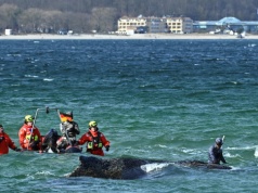 Dramatyczne wieści ws. humbaka uwięzionego na Bałtyku. Wieloryb jest w bardzo złym stanie. "To bardzo bolesne"