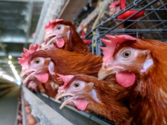 INTERWENCJA. Mieszkańcy przeciwni budowie fermy kur