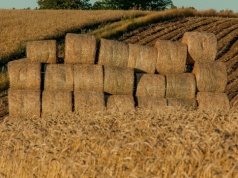KE pokazuje karty: nadpodaż pasz i napięcie w pszenicy