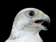 Sokolnicy używają ich do polowania. Nagle zaczęły wymierać