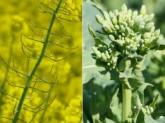 Rzepak bez dokarmiania nie plonuje. Kluczowe zabiegi na wiosnę