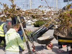 Rozpoczęto sadzenie nowych drzew na jednej z najpopularniejszych ulic gdyńskiego Śródmieścia