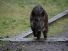 Zabili dziki i wrzucili do koszy na śmieci. Szokujące sceny w Warszawie