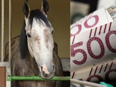 Będą dotacje na dobrostan koni? Rolnicy mają gotową listę inwestycji