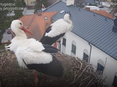 Drugi bocian w Przygodzicach! Zaczyna się najbardziej emocjonujący etap sezonu