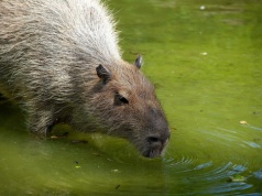 Wygląda jak mistrzyni relaksu, działa jak strateg. Oto sekret kapibary