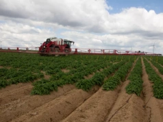 Od tego zacznij nawożenie ziemniaka. Łatwo przedobrzyć z azotem