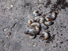 Niszczą trawniki i kwiaty. Tak się ich pozbędziesz