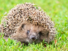 Popularny ogrodowy gadżet zabija jeże. Niemcy chcą nocnego zakazu