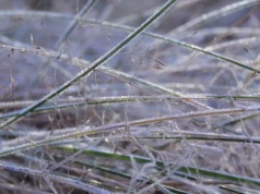 Powiat Ząbkowicki. IMGW ostrzega - przymrozki