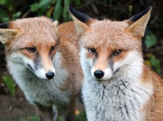Wiosenna akcja szczepienia lisów w województwie podkarpackim