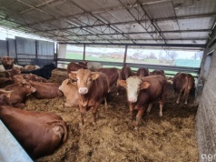 Ceny bydła 08.04.2026: 19 zł/kg, ale nie każdy tyle dostanie