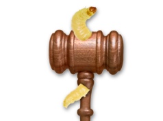 Zepsuty system kształci złych prawników. Jak to zmienić?