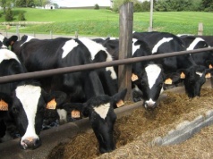 OOPR o unijnym wsparciu dla producentów mleka z Ukrainy: to jest absurdalne!