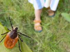 Wylęgarnia kleszczy w domu? Sprawdź gdzie się chowają zanim zaatakują