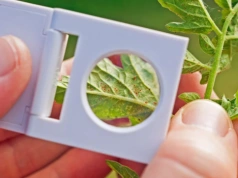 Liście żółkną i pojawia się pajęczynka? To znak. Ten trik działa szybciej niż chemia