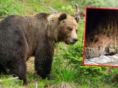 Niedźwiedź na ulicy niedaleko Zakopanego. "Zachowajcie ostrożność"