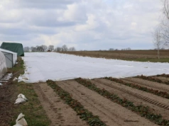 Agrowłóknina na truskawki wiosną – jak skutecznie chronić plantację przed nadchodzącymi kwietniowymi przymrozkami?