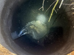 Borsuk wpadł do studni. Pomogli strażacy.