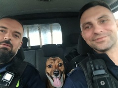 Ktoś przywiązał psa do barierki. Poszukiwania nie przyniosły efektu