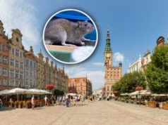 Plaga szczurów w polskim mieście. "Grasują całymi gromadami"