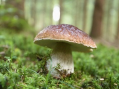 Grzyby są skarbnicą ważnego pierwiastka. W Polsce go brakuje