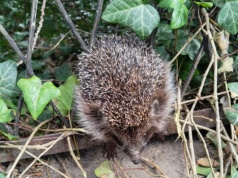 Jeż utknął w ogrodzeniu. Z pomocą ruszyła częstochowska Straż Miejska