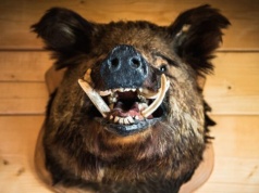 Warszawiacy opłakują odstrzelone dziki. Co by było gdyby zabiły człowieka?